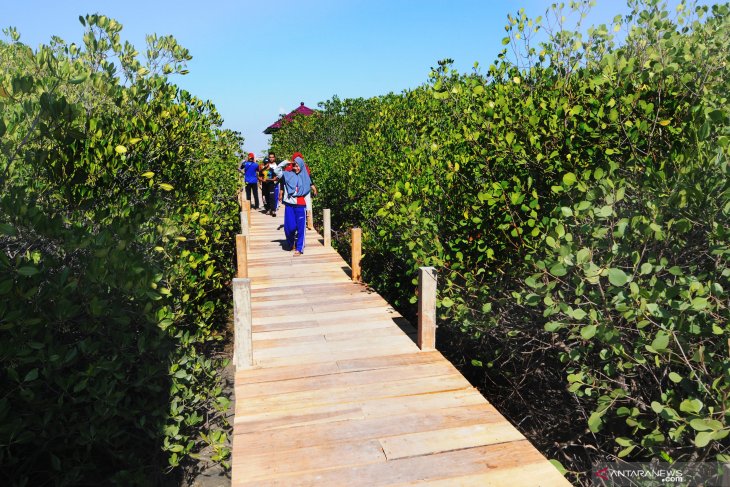 Wisata Edukasi Hutan Mangrove Terbesar Di Madura – Beranda Rakyat