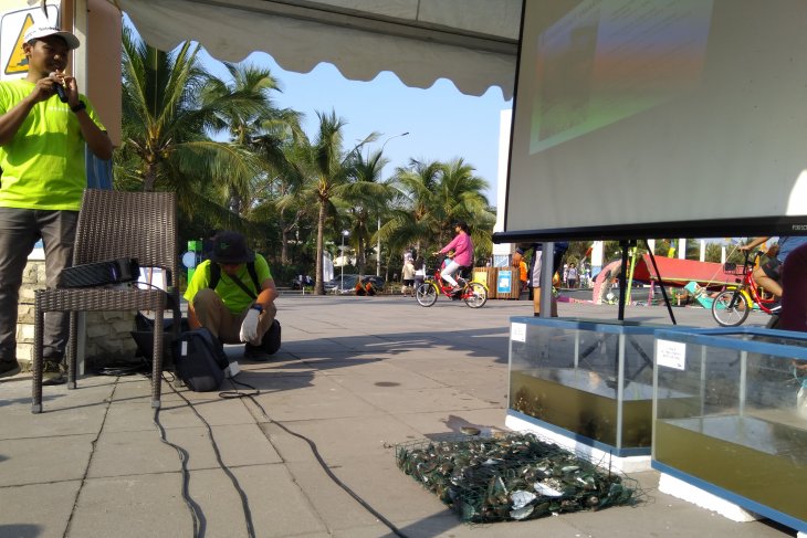 Kerang Hijau Jadi Senjata Alami Jernihkan Teluk Jakarta Antara