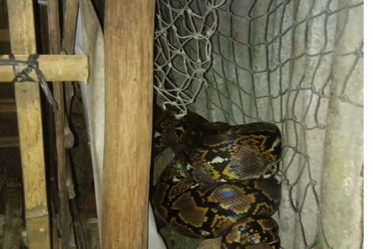 Damkar Kabupaten Belitung evakuasi ular piton dari kandang ayam