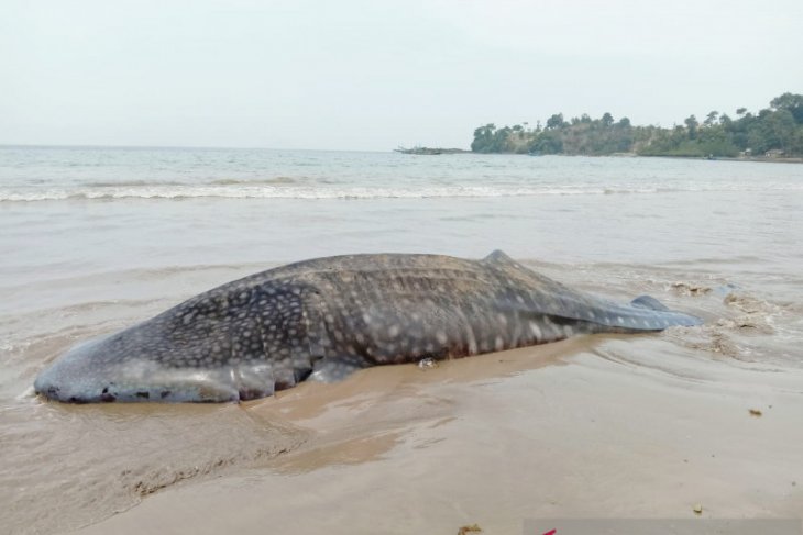 Pascahiu paus terdampar di Pesisir Selatan, BPSPL Padang ambil sampel