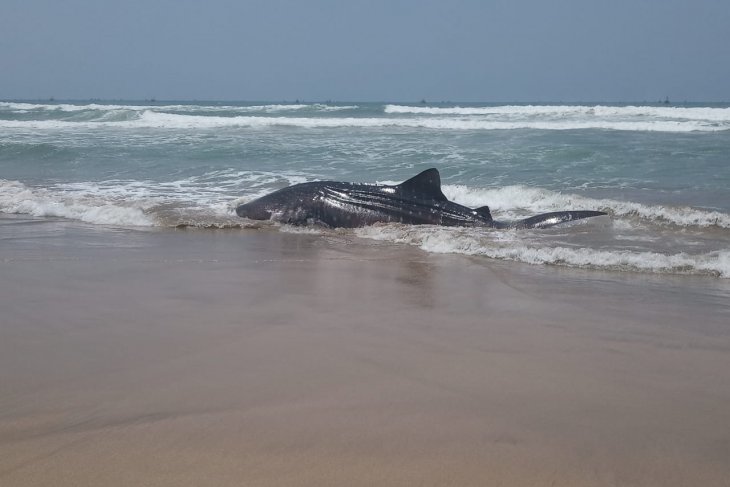 Seekor hiu terdampar di Perairan Wanasalam Lebak Banten