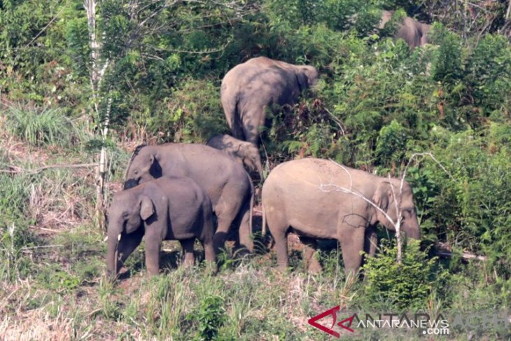 Kawanan gajah liar rusak empat rumah warga