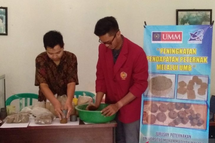 Ada permen khusus untuk tingkatkan kualitas susu sapi perah