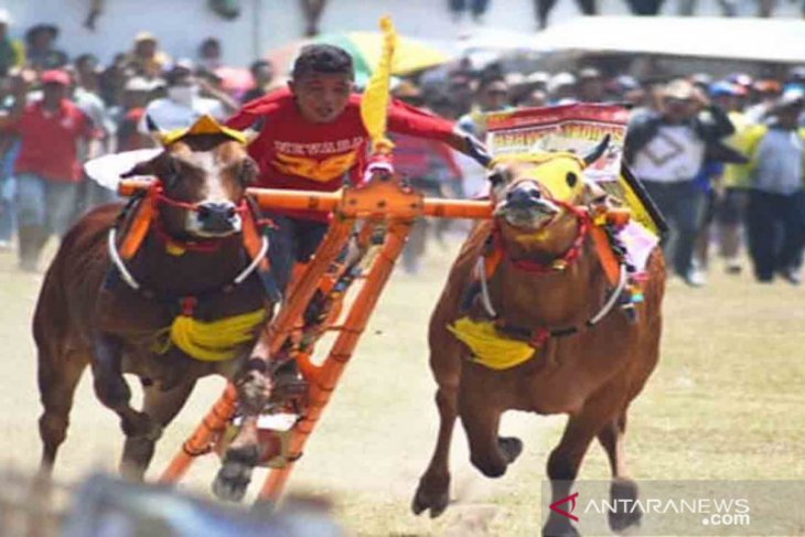 Sapi Madura, antara nilai ekonomi dan identitas sosial