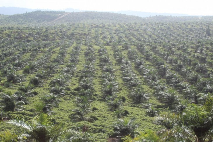 BBPP Lembang gelar pelatihan teknis tingkatkan produksi kelapa di Halut