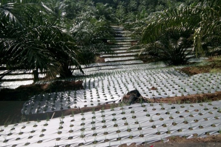Pemkab Mukomuko bantu petani tangkap hama babi