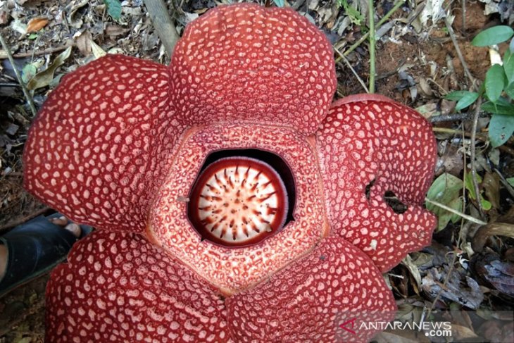 31 Gambar Lukisan  Bunga  Raflesia Gambar Keren HD