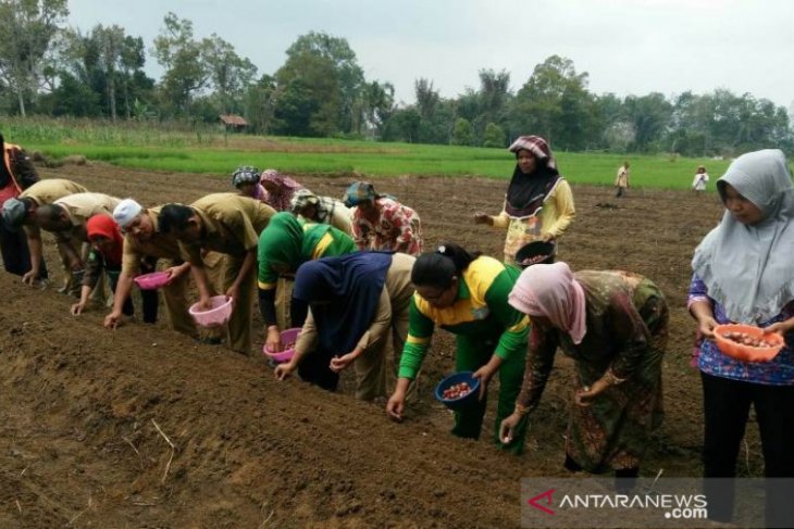 Kementan kembangkan bawang merah di Tapanuli Selatan