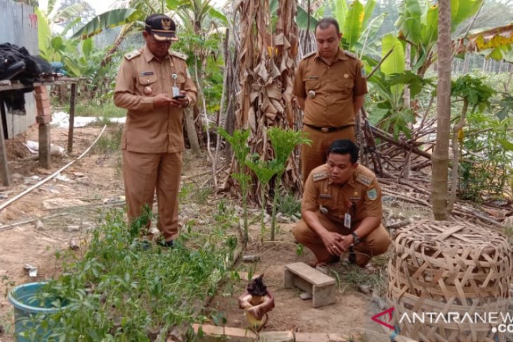 Di Jambi bunga bangkai langka kembali tumbuh