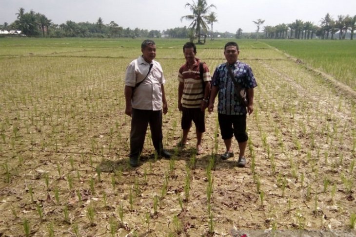 Ribuan hektare sawah di Mukomuko kekeringan
