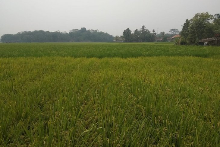 Petani Lebak kembangkan padi gogo seluas 20 hektare di Bojong Manik