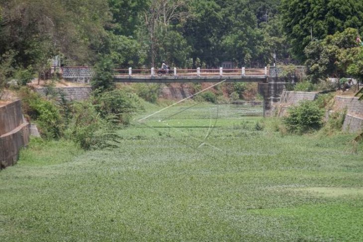 Sungai dipenuhi enceng gondok