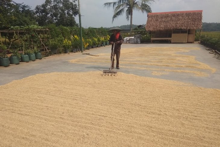 Petani Sukabungah Lebak panen raya padi seluas 120 hektare