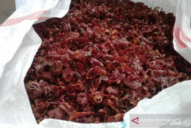 Harga berbagai hasil perkebunan Maluku di Ambon bertahan