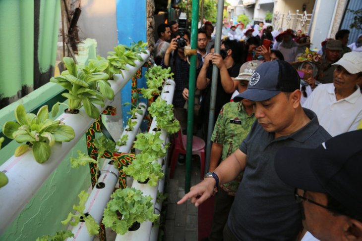 Kampung Hidroponik Simorejo Surabaya berkembang di lahan terbatas