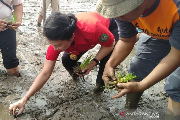 Singkawang jadikan pertanian program unggulan