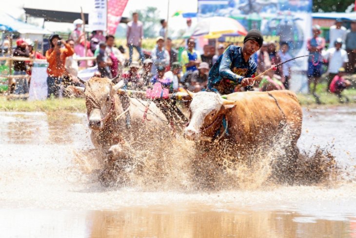 Karapan Sapi Brujul dukung pariwisata Kota Probolinggo