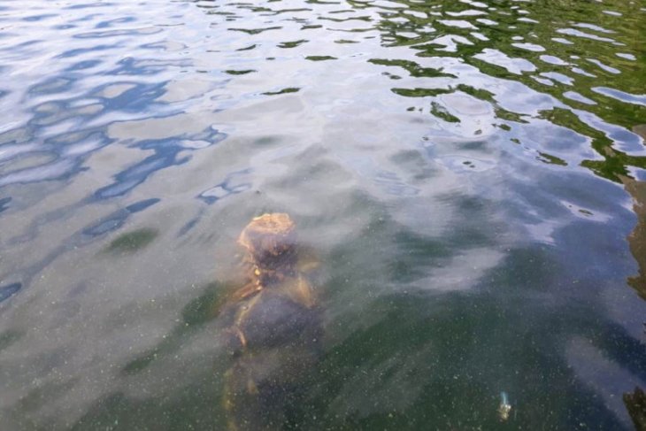 Balai Arkeologi temukan tiang rumah prasejarah di Danau Sentani