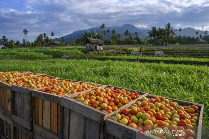 Harga tomat jatuh pada level terendah