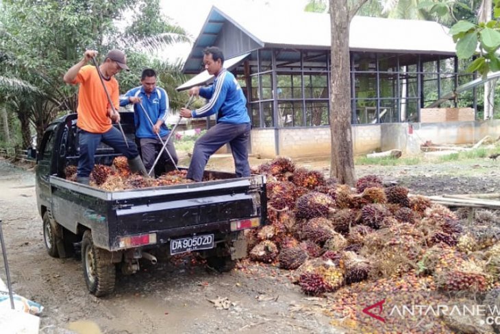 Harga TBS sawit naik