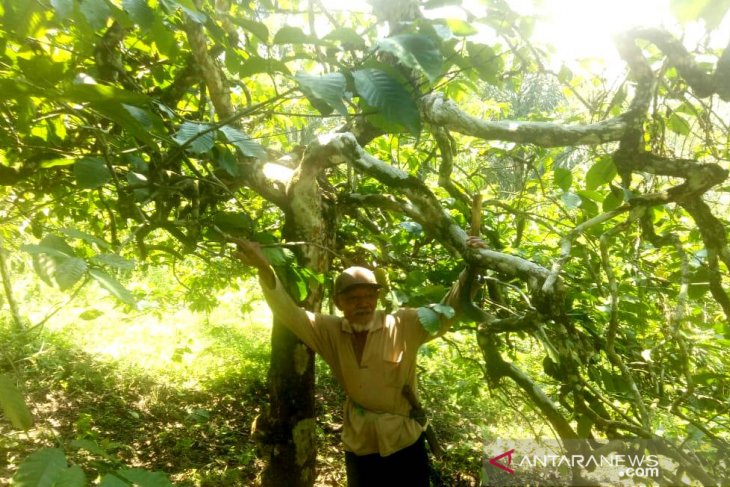 Rejang Lebong miliki peluang usaha wisata kopi