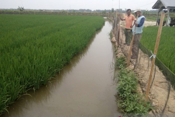 Petani di Mukomuko uji coba mina padi