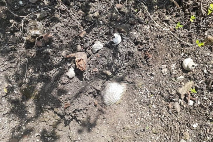 Balai Arkeologi Papua temukan cangkang moluska di Dondai
