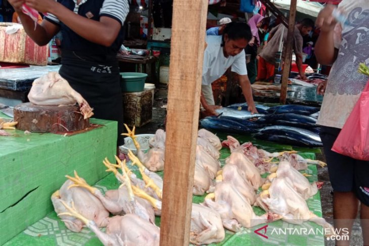 Harga daging ayam beku pasokan Surabaya di Ambon normal