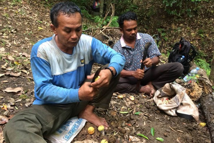 Petani keluhkan murahnya harga pala