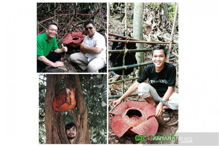 Tiga rafflesia mekar di Bengkulu
