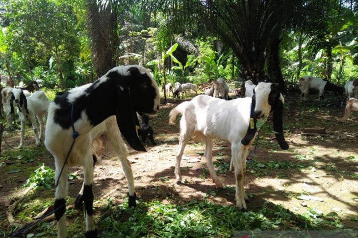 Pemkab Mukomuko beli puluhan kambing untuk petani