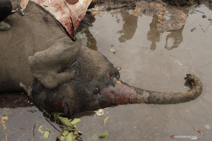 Gajah Sumatera ditemukan mati di wilayah konsesi Bengkalis