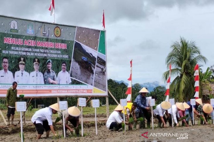 Aceh Jaya diharapkan jadi penyuplai benih padi di barat - selatan