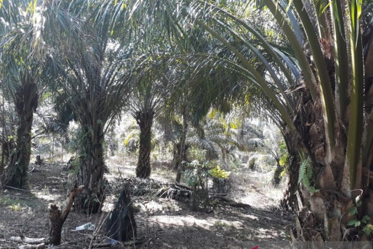 Mukomuko targetkan peremajaan sawit mulai Desember 2019
