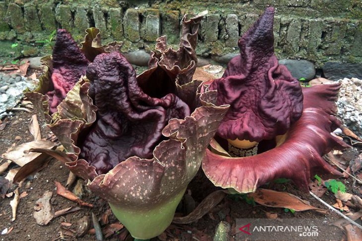 Warga temukan bunga bangkai tumbuh di pekarangan