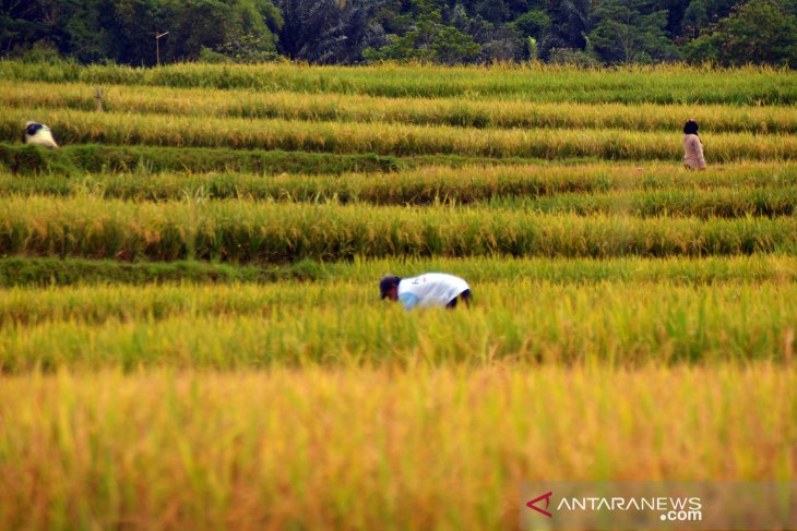 Petani Purwakarta diimbau siap-siap tanam padi
