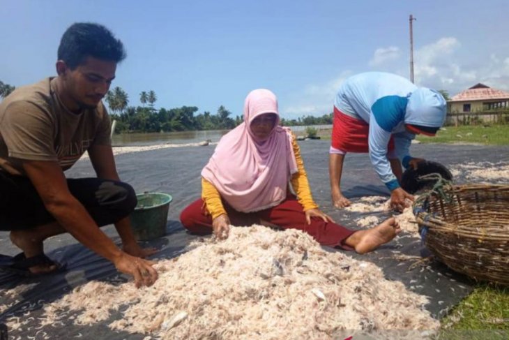Permintaan udang sabu di Aceh terus meningkat