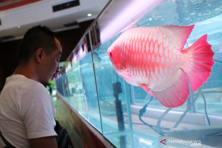 Kontes ikan Arwana super red di Pontianak