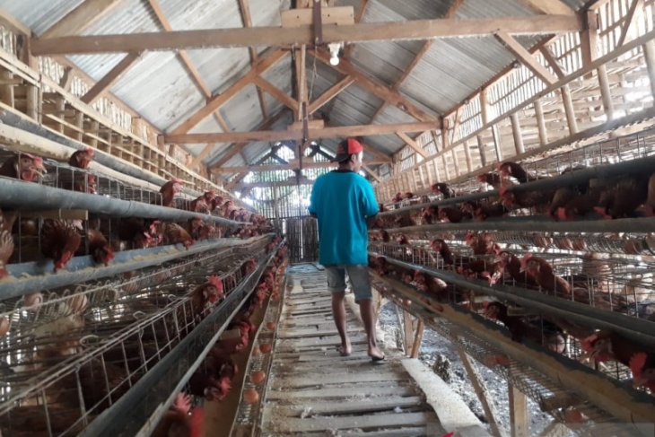 Ternak Ayam Petelur Di Jawa Timur