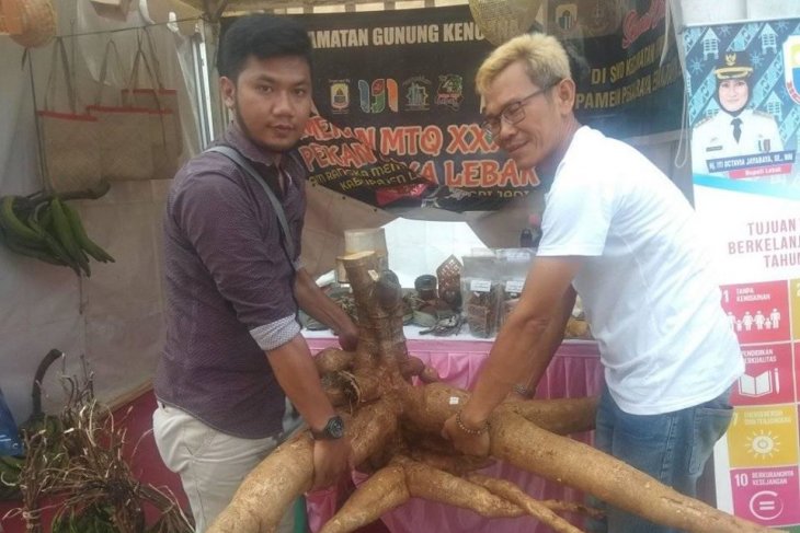 Pengunjung pameran di Lebak padati lokasi singkong raksasa