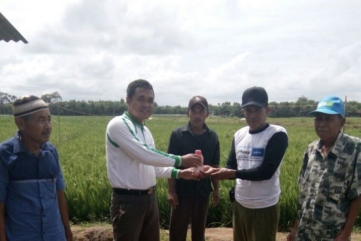 Mukomuko bantu kurangi serangan hama perusak padi