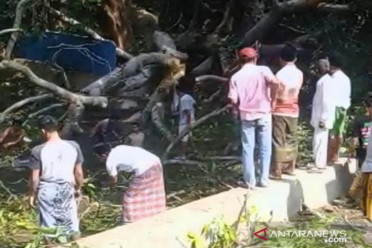 Akibat pohon tumbang di Sampang, satu orang tewas