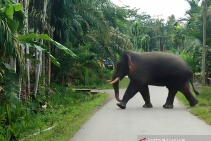 Gajah mengamuk dan rusak pagar masjid di pedalaman Aceh Barat