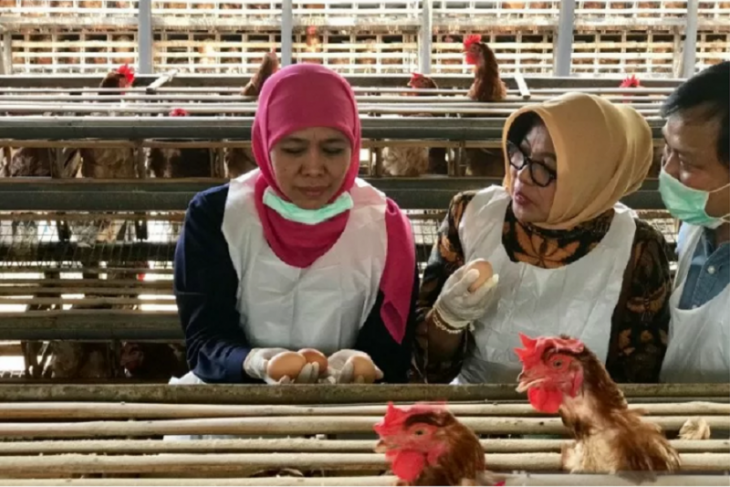 Peternak Ayam Di Blitar Tak Khawatirkan Isu Telur Terkontaminasi