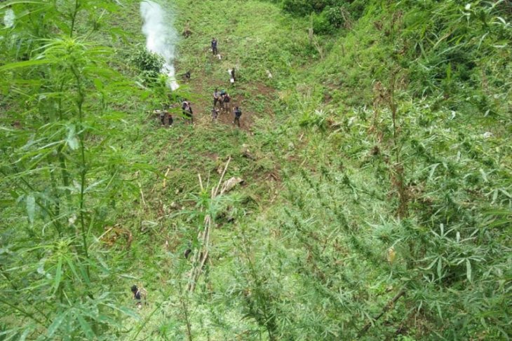 Aparat kepolisian temukan tujuh hektare kebun ganja di Pegunungan Tor Sihite