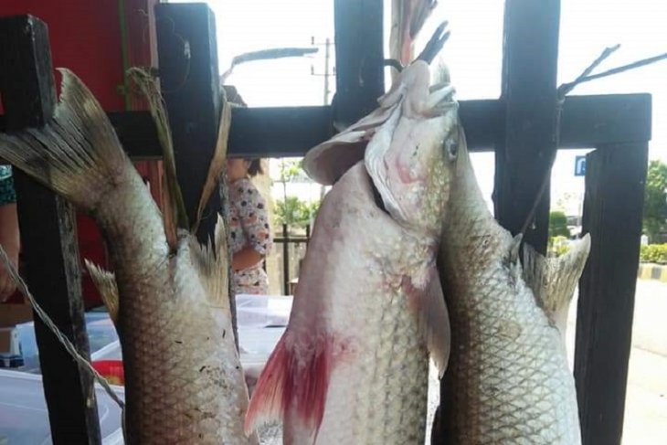 Mukomuko berencana anggarkan dana untuk pelestarian ikan mikih