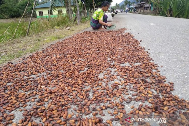 Harga kakao anjlok di Aceh Timur akibat diserang hama