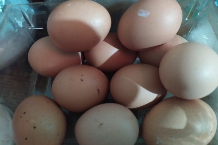 Harga Telur Ayam Naik Jelang Natal Antara News Kalimantan