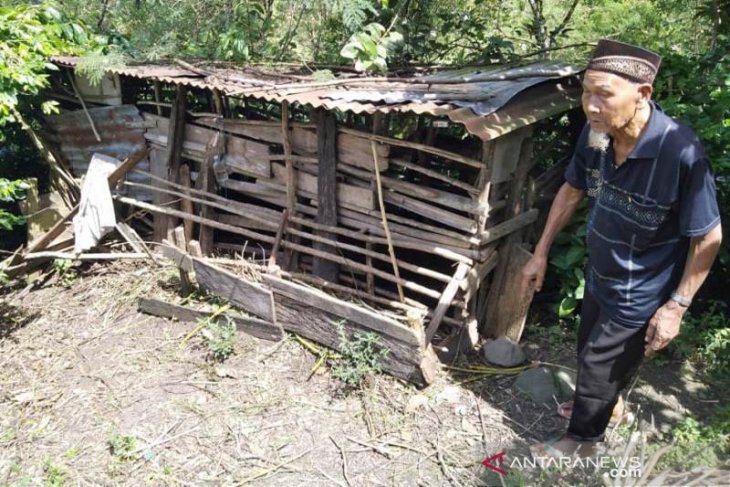 Beruang berulang kali serang ternak kambing warga di Aceh Tengah
