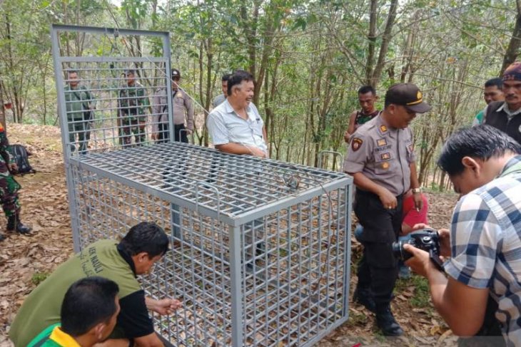 Meski sudah tertangkap kamera, perangkap harimau pemangsa sapi di Tapsel batal dipasang